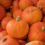 thanksgiving day pdf