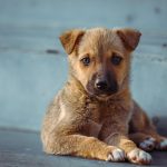 arden grange puppy feeding guide